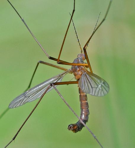 Nigrotipula nigra